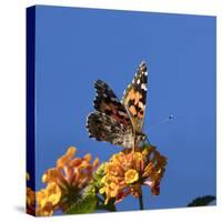 USA, California. Painted lady butterfly on lantana flowers.-Jaynes Gallery-Stretched Canvas