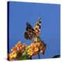 USA, California. Painted lady butterfly on lantana flowers.-Jaynes Gallery-Stretched Canvas