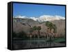 USA, California, Palm Springs, Reflection of San Jacinto Range in Lake-Zandria Muench Beraldo-Framed Stretched Canvas