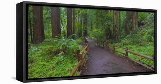 USA, California. Path among redwoods in Muir Woods National Monument.-Anna Miller-Framed Stretched Canvas