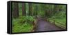 USA, California. Path among redwoods in Muir Woods National Monument.-Anna Miller-Framed Stretched Canvas