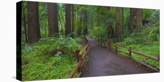 USA, California. Path among redwoods in Muir Woods National Monument.-Anna Miller-Stretched Canvas