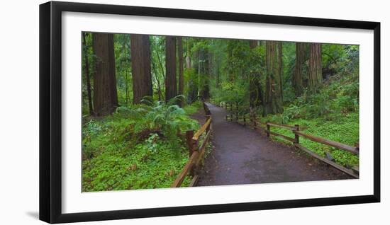 USA, California. Path among redwoods in Muir Woods National Monument.-Anna Miller-Framed Premium Photographic Print