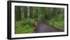 USA, California. Path among redwoods in Muir Woods National Monument.-Anna Miller-Framed Premium Photographic Print