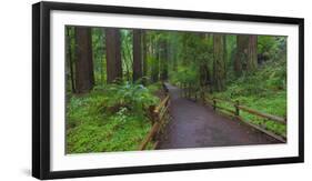 USA, California. Path among redwoods in Muir Woods National Monument.-Anna Miller-Framed Photographic Print