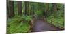 USA, California. Path among redwoods in Muir Woods National Monument.-Anna Miller-Mounted Photographic Print