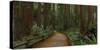 USA, California. Path among redwoods in Muir Woods National Monument.-Anna Miller-Stretched Canvas