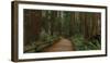 USA, California. Path among redwoods in Muir Woods National Monument.-Anna Miller-Framed Photographic Print