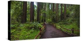 USA, California. Path among redwoods in Muir Woods National Monument.-Anna Miller-Stretched Canvas