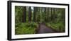 USA, California. Path among redwoods in Muir Woods National Monument.-Anna Miller-Framed Photographic Print