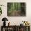 USA, California. Path among redwoods in Muir Woods National Monument.-Anna Miller-Photographic Print displayed on a wall