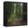 USA, California. Path among redwoods in Muir Woods National Monument.-Anna Miller-Framed Stretched Canvas