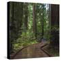USA, California. Path among redwoods in Muir Woods National Monument.-Anna Miller-Stretched Canvas
