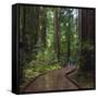 USA, California. Path among redwoods in Muir Woods National Monument.-Anna Miller-Framed Stretched Canvas