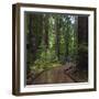 USA, California. Path among redwoods in Muir Woods National Monument.-Anna Miller-Framed Premium Photographic Print