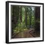 USA, California. Path among redwoods in Muir Woods National Monument.-Anna Miller-Framed Premium Photographic Print