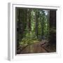 USA, California. Path among redwoods in Muir Woods National Monument.-Anna Miller-Framed Premium Photographic Print