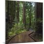 USA, California. Path among redwoods in Muir Woods National Monument.-Anna Miller-Mounted Premium Photographic Print