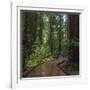 USA, California. Path among redwoods in Muir Woods National Monument.-Anna Miller-Framed Photographic Print