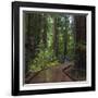 USA, California. Path among redwoods in Muir Woods National Monument.-Anna Miller-Framed Photographic Print