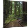 USA, California. Path among redwoods in Muir Woods National Monument.-Anna Miller-Mounted Photographic Print