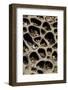 USA, California. Pebbles Collected in Rock Cavities-Jaynes Gallery-Framed Photographic Print