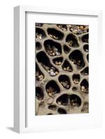 USA, California. Pebbles Collected in Rock Cavities-Jaynes Gallery-Framed Photographic Print