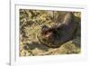 USA, California, Piedras Blancas. Elephant Seal Yawning on Beach-Jaynes Gallery-Framed Photographic Print