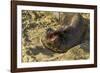 USA, California, Piedras Blancas. Elephant Seal Yawning on Beach-Jaynes Gallery-Framed Photographic Print