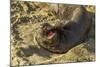 USA, California, Piedras Blancas. Elephant Seal Yawning on Beach-Jaynes Gallery-Mounted Photographic Print