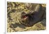 USA, California, Piedras Blancas. Elephant Seal Yawning on Beach-Jaynes Gallery-Framed Photographic Print