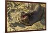 USA, California, Piedras Blancas. Elephant Seal Yawning on Beach-Jaynes Gallery-Framed Photographic Print