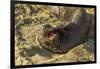 USA, California, Piedras Blancas. Elephant Seal Yawning on Beach-Jaynes Gallery-Framed Photographic Print