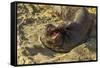 USA, California, Piedras Blancas. Elephant Seal Yawning on Beach-Jaynes Gallery-Framed Stretched Canvas