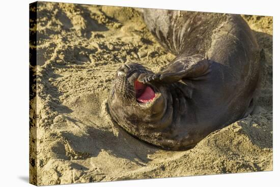 USA, California, Piedras Blancas. Elephant Seal Yawning on Beach-Jaynes Gallery-Stretched Canvas