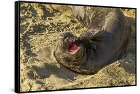 USA, California, Piedras Blancas. Elephant Seal Yawning on Beach-Jaynes Gallery-Framed Stretched Canvas