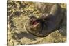 USA, California, Piedras Blancas. Elephant Seal Yawning on Beach-Jaynes Gallery-Stretched Canvas