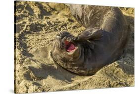USA, California, Piedras Blancas. Elephant Seal Yawning on Beach-Jaynes Gallery-Stretched Canvas