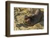 USA, California, Piedras Blancas. Elephant Seal Yawning on Beach-Jaynes Gallery-Framed Photographic Print