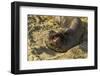 USA, California, Piedras Blancas. Elephant Seal Yawning on Beach-Jaynes Gallery-Framed Photographic Print