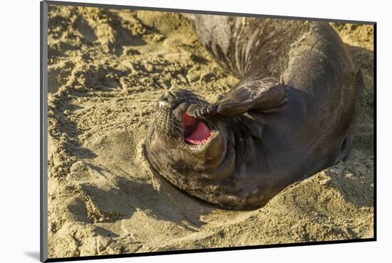 USA, California, Piedras Blancas. Elephant Seal Yawning on Beach-Jaynes Gallery-Mounted Photographic Print