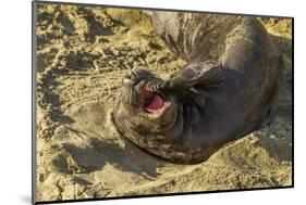 USA, California, Piedras Blancas. Elephant Seal Yawning on Beach-Jaynes Gallery-Mounted Photographic Print