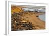 USA, California, Piedras Blancas. Elephant Seals Basking on Beach-Jaynes Gallery-Framed Photographic Print