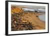 USA, California, Piedras Blancas. Elephant Seals Basking on Beach-Jaynes Gallery-Framed Photographic Print