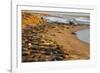 USA, California, Piedras Blancas. Elephant Seals Basking on Beach-Jaynes Gallery-Framed Photographic Print