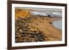 USA, California, Piedras Blancas. Elephant Seals Basking on Beach-Jaynes Gallery-Framed Photographic Print