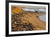 USA, California, Piedras Blancas. Elephant Seals Basking on Beach-Jaynes Gallery-Framed Photographic Print