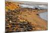 USA, California, Piedras Blancas. Elephant Seals Basking on Beach-Jaynes Gallery-Mounted Photographic Print