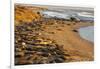 USA, California, Piedras Blancas. Elephant Seals Basking on Beach-Jaynes Gallery-Framed Photographic Print