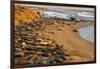 USA, California, Piedras Blancas. Elephant Seals Basking on Beach-Jaynes Gallery-Framed Photographic Print